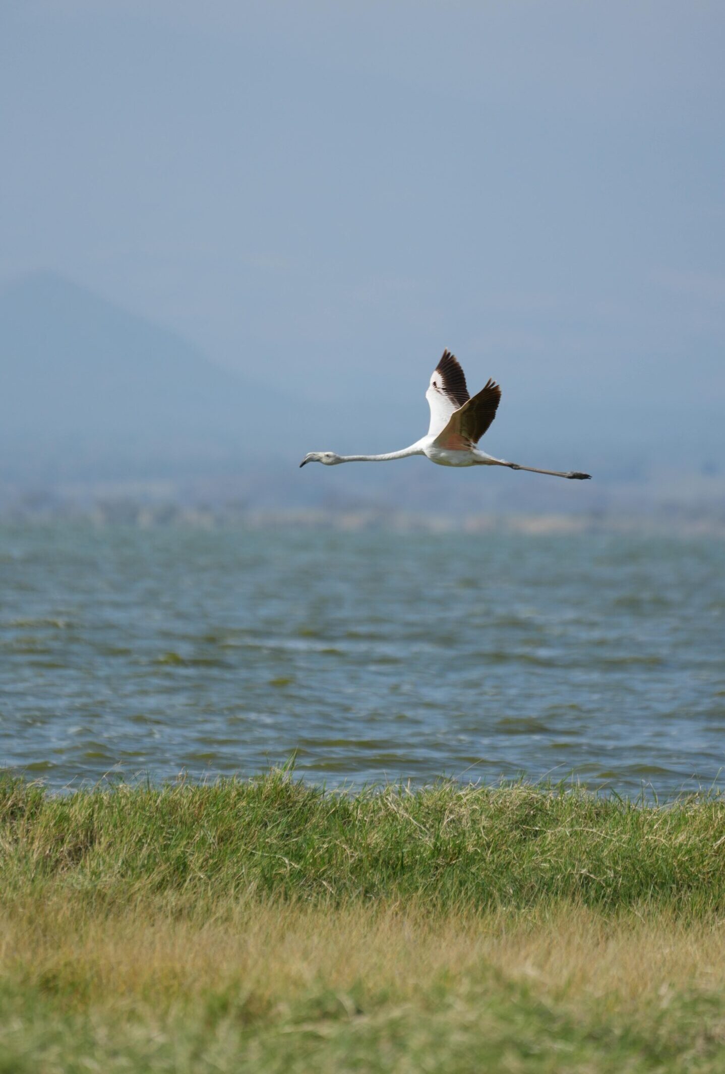 A lone flamingo flying gracefully above a lake in Kenya, captured in serene natural beauty.