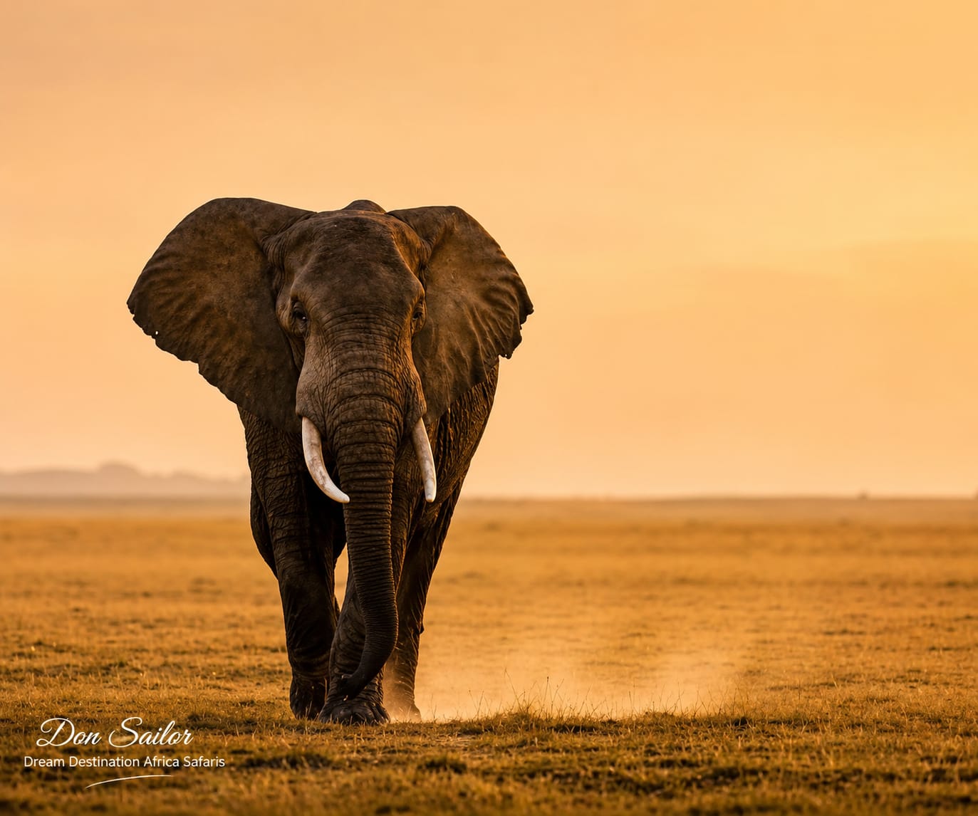 About Dream Africa Safaris