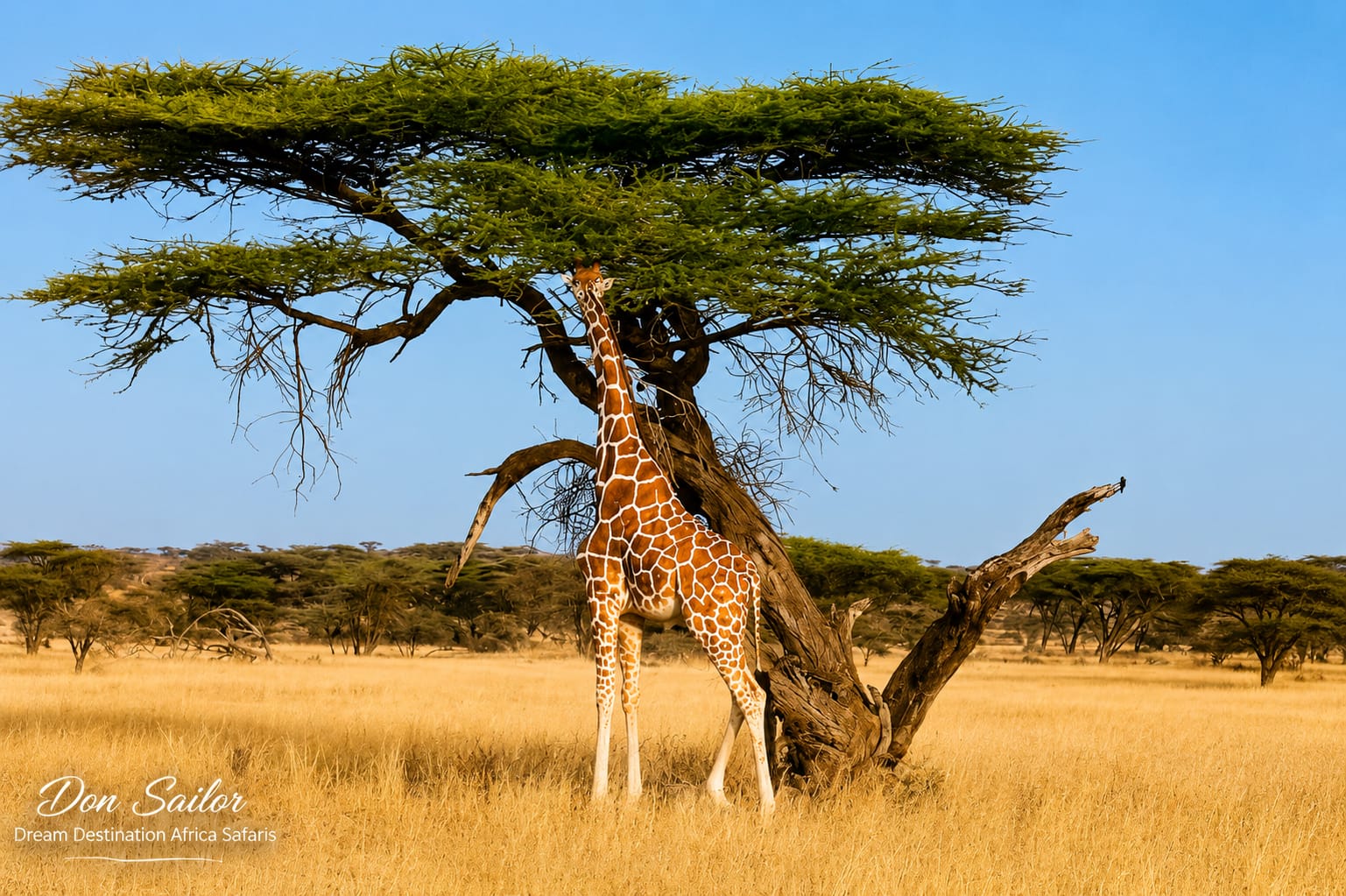 About Dream Africa Safaris