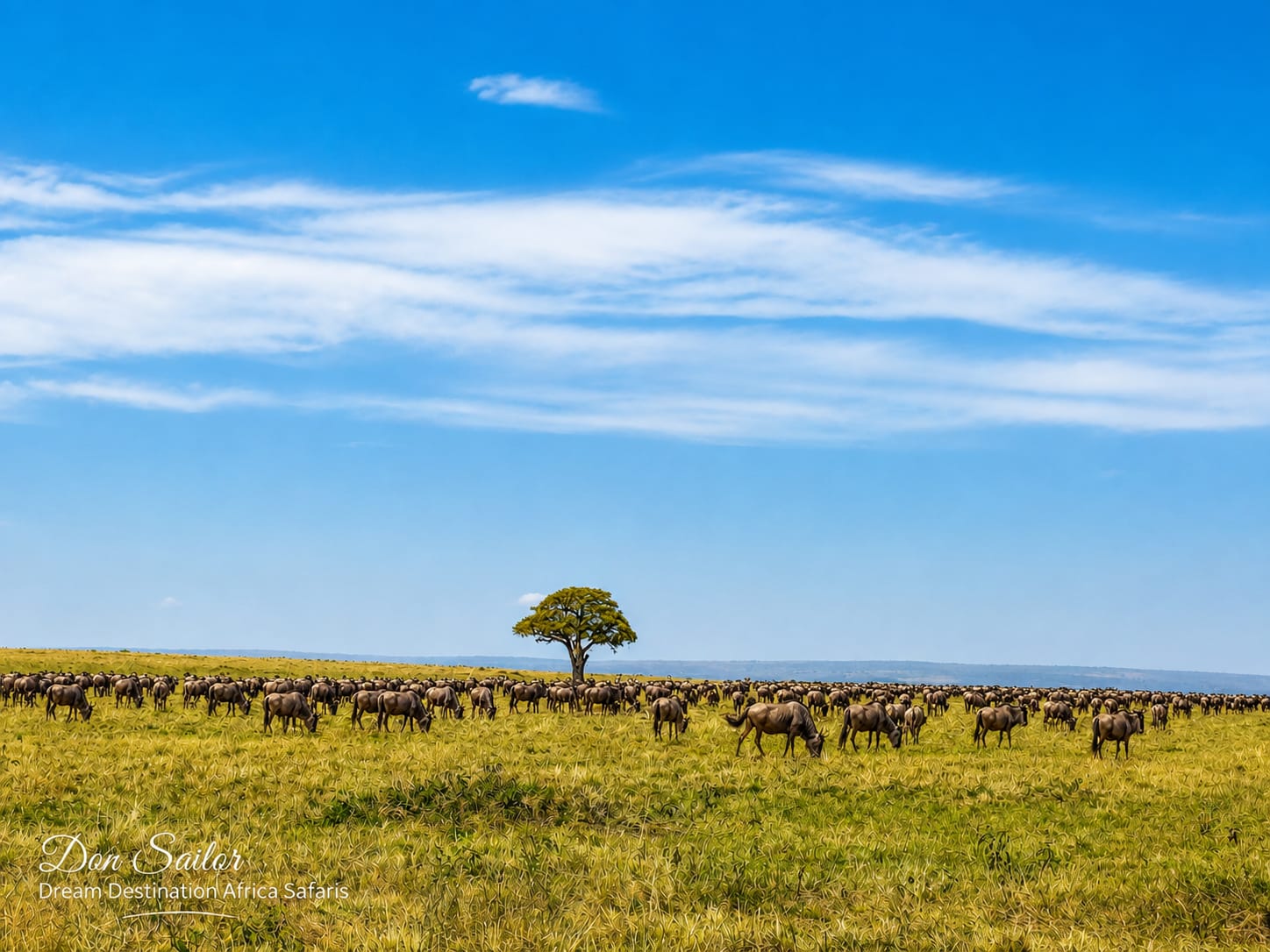 About Dream Africa Safaris